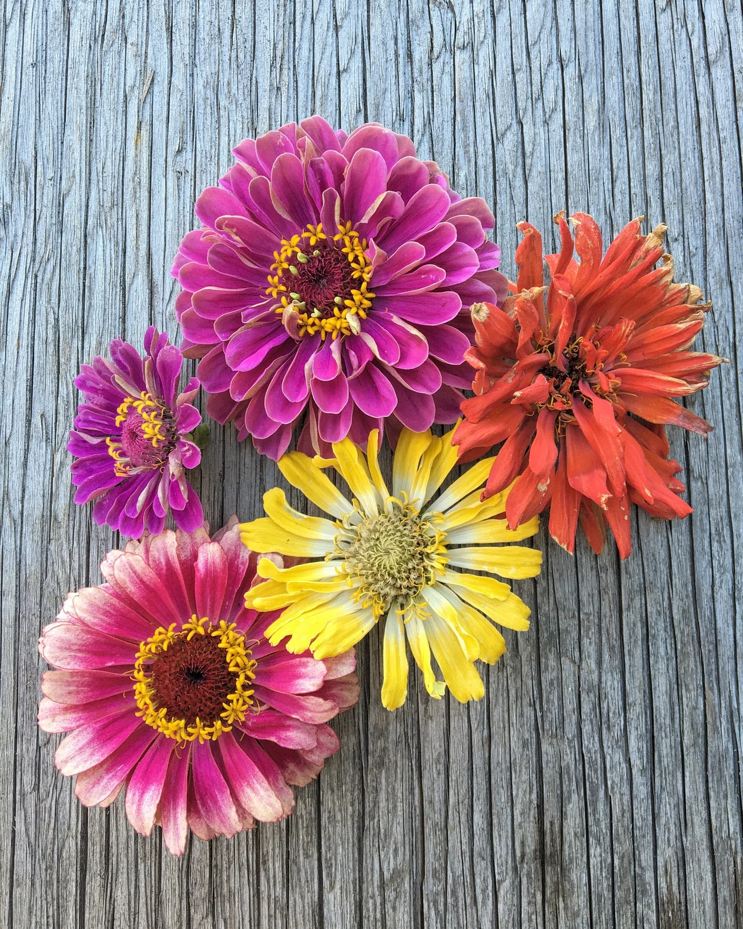 その他 DAINICHI FW-2590S(R) Dahlia Mix' Zinnia Seeds — Decker Rd. Seeds